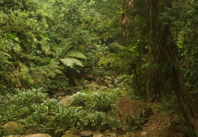 ciudad perdida